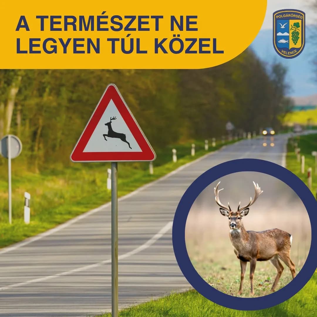 Vadveszély az utakon: óvatosságra kérik az autósokat Velencén és környékén