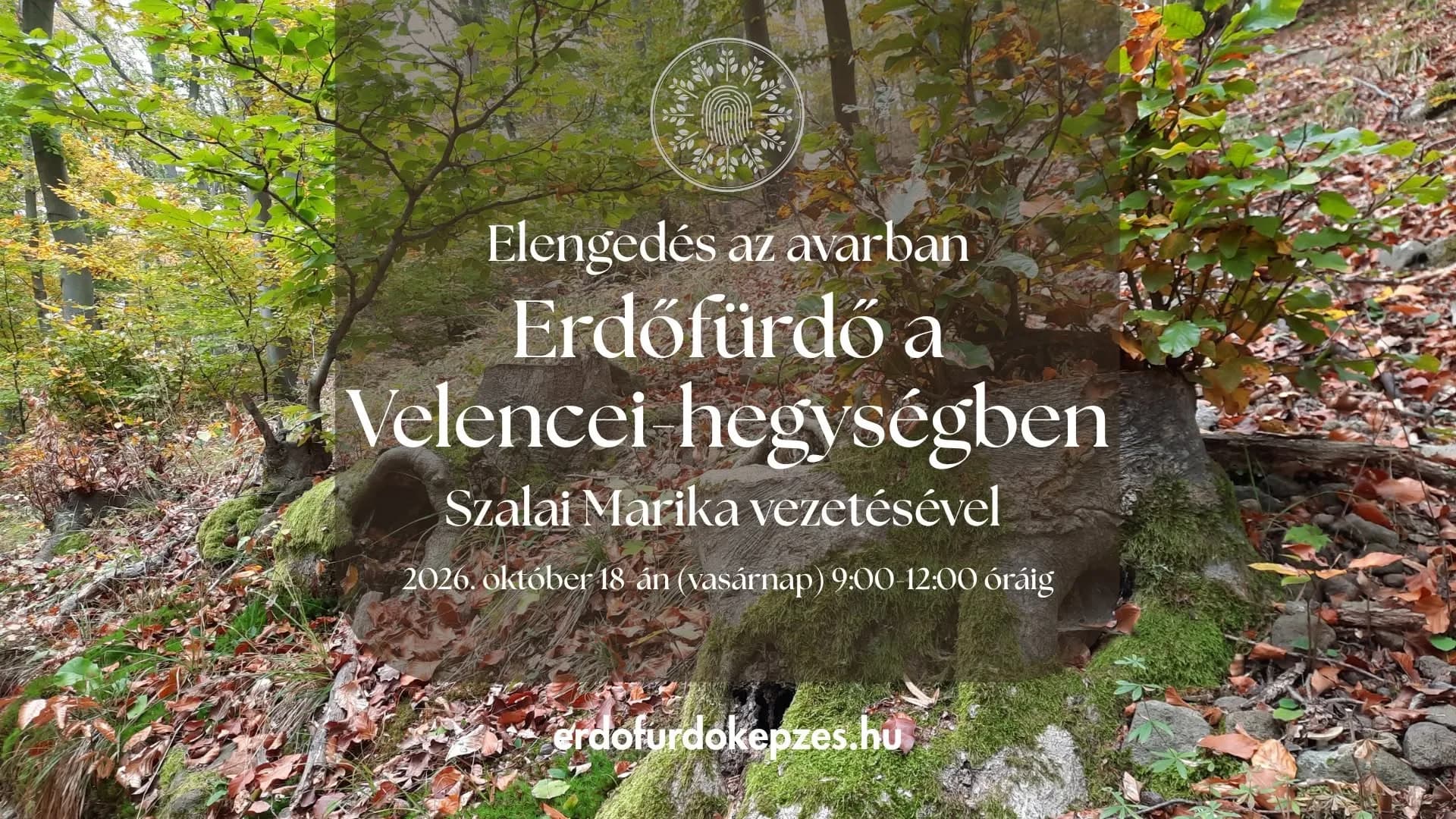 Erdőfürdő a Velencei-hegységben – Elengedés az avarban